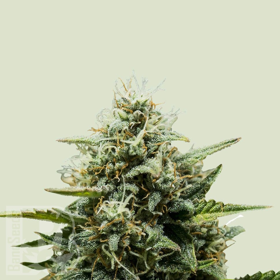 семена конопли недорого Auto Fat Banana feminised Ganja Seeds семена конопли недорого Auto Fat Banana feminised Ganja Seeds