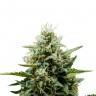 семена конопли отзывы Auto Fat Banana feminised Ganja Seeds семена конопли отзывы Auto Fat Banana feminised Ganja Seeds