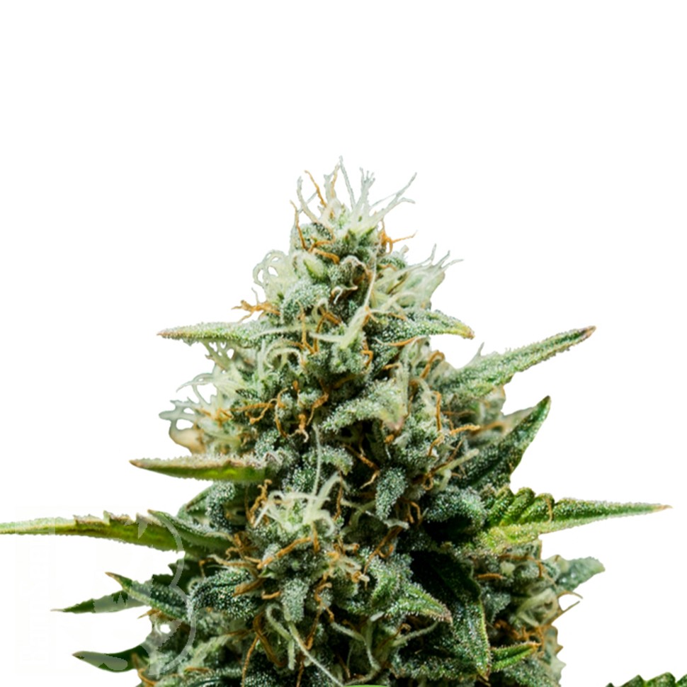 семена конопли отзывы Auto Fat Banana feminised Ganja Seeds семена конопли отзывы Auto Fat Banana feminised Ganja Seeds
