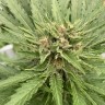 интернет магазин семян конопли Auto Fat Banana feminised Ganja Seeds интернет магазин семян конопли Auto Fat Banana feminised Ganja Seeds