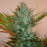 заказать семена конопли курьером Northern Lights feminised заказать семена конопли курьером Northern Lights feminised