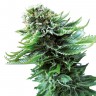 купить семена конопли в Украине Northern Lights feminised купить семена конопли в Украине Northern Lights feminised