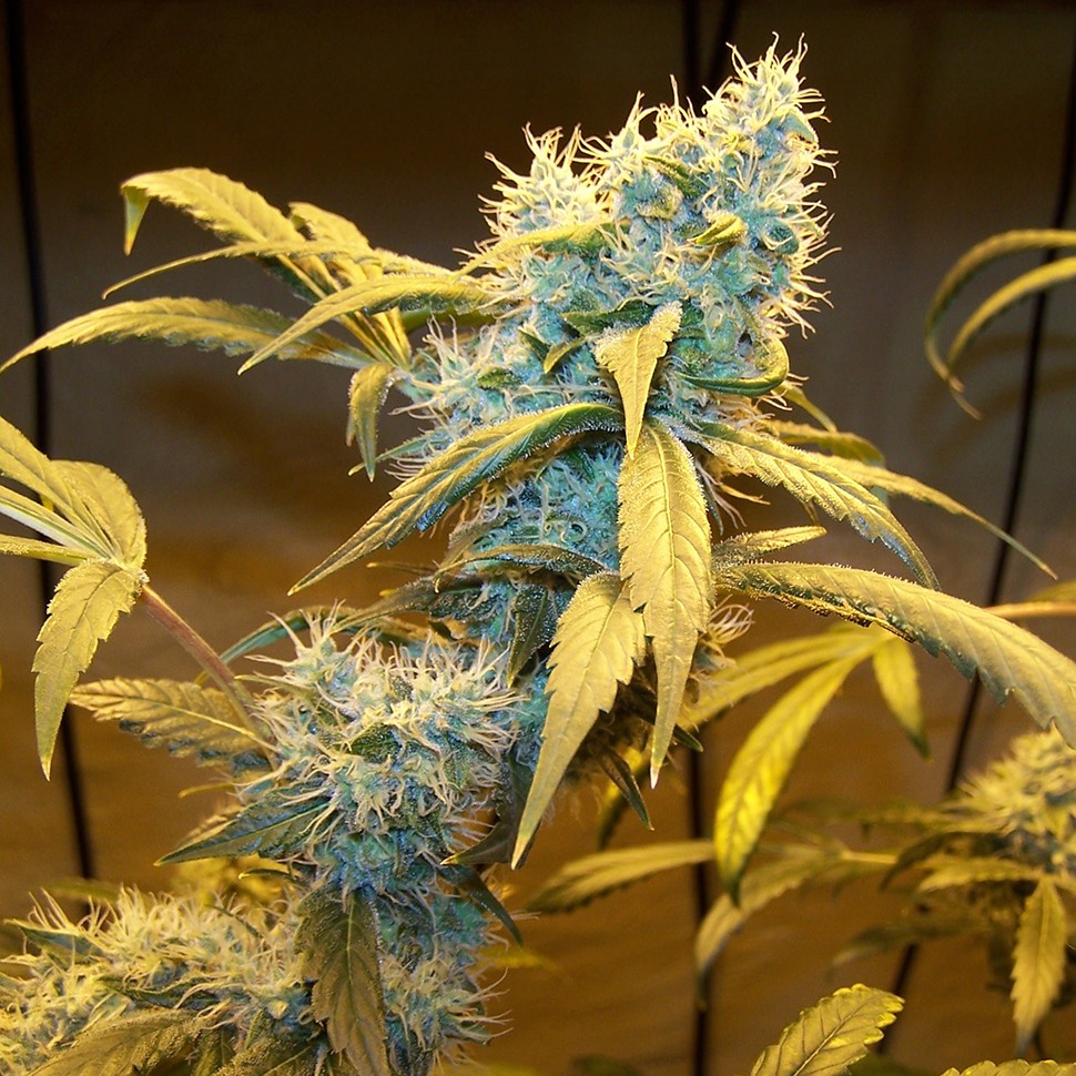 Семена Northern Lights feminised Ganja Seeds