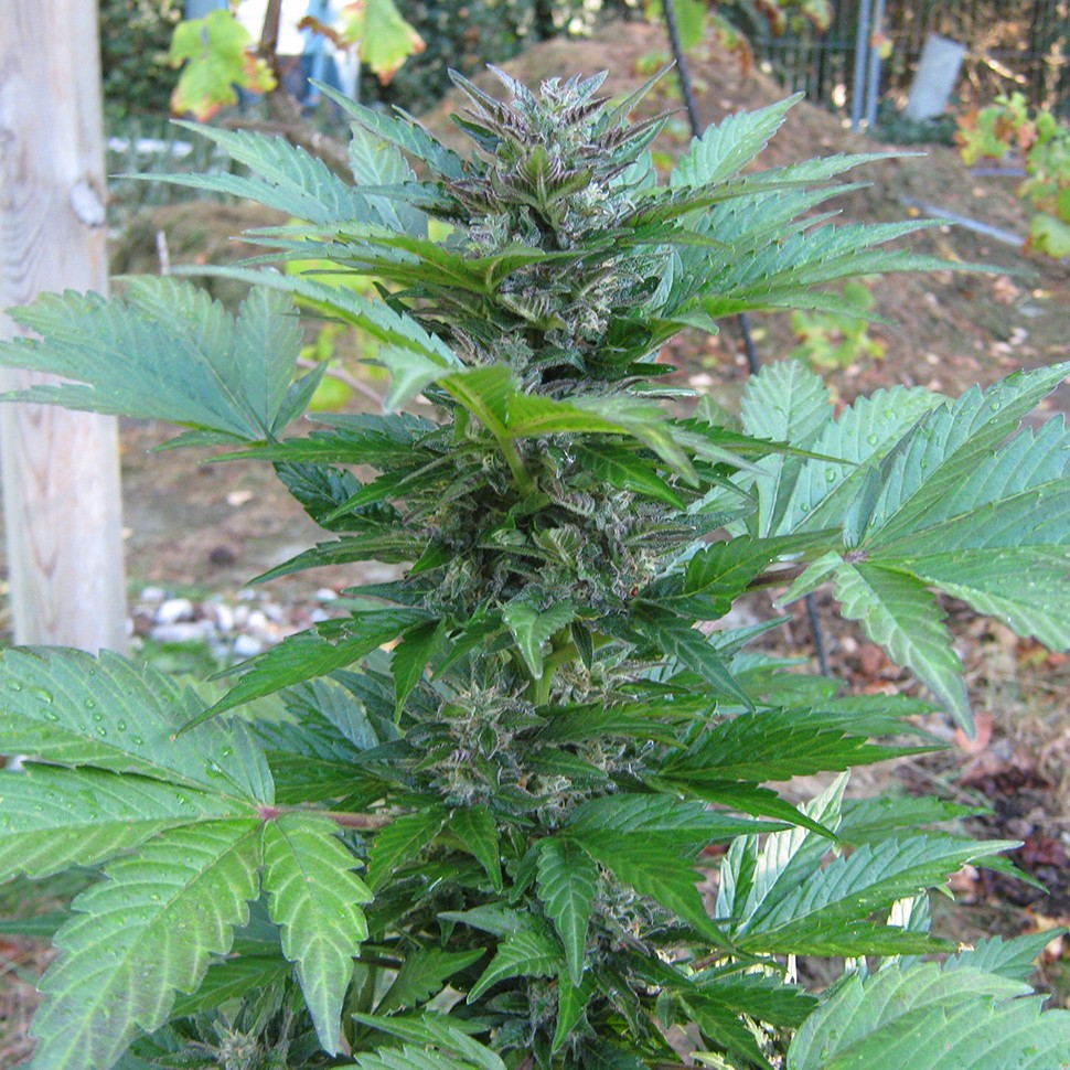 купить семена конопли курьером Kalashnikova feminised купить семена конопли курьером Kalashnikova feminised