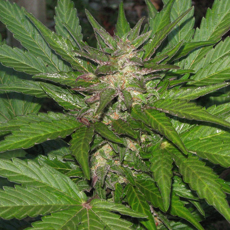 Семена Kalashnikova feminised Ganja Seeds