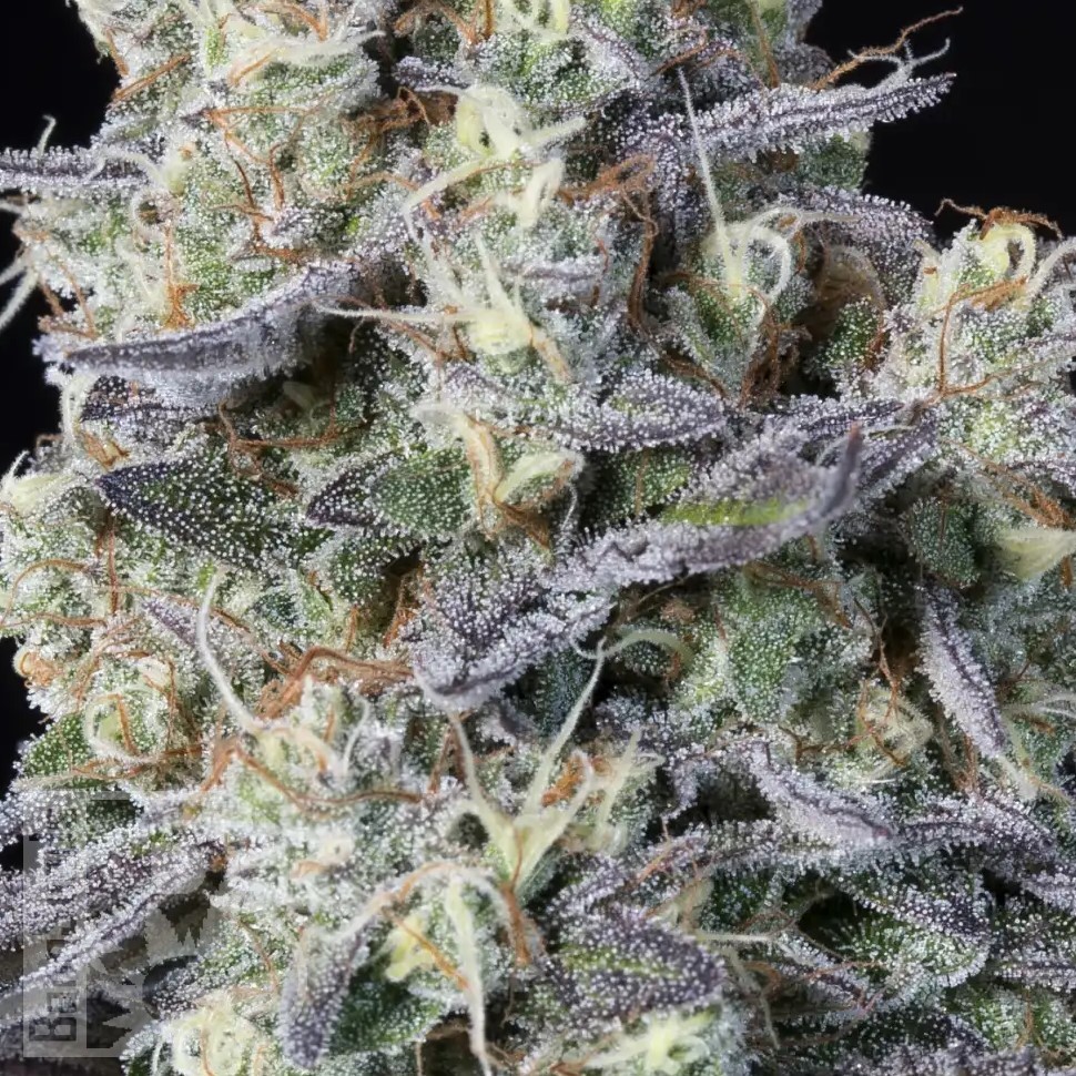 Семена Kalashnikova feminised Ganja Seeds Семена Kalashnikova feminised Ganja Seeds