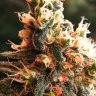 Семена Kalashnikova feminised Ganja Seeds Семена Kalashnikova feminised Ganja Seeds