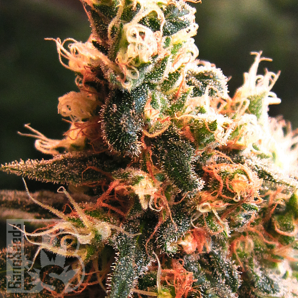 Семена Kalashnikova feminised Ganja Seeds Семена Kalashnikova feminised Ganja Seeds