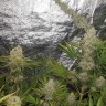 купить семена конопли в Казахстан Critical Kush reg купить семена конопли в Казахстан Critical Kush reg