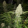 купить семена марихуаны в Алматы Critical Kush reg купить семена марихуаны в Алматы Critical Kush reg