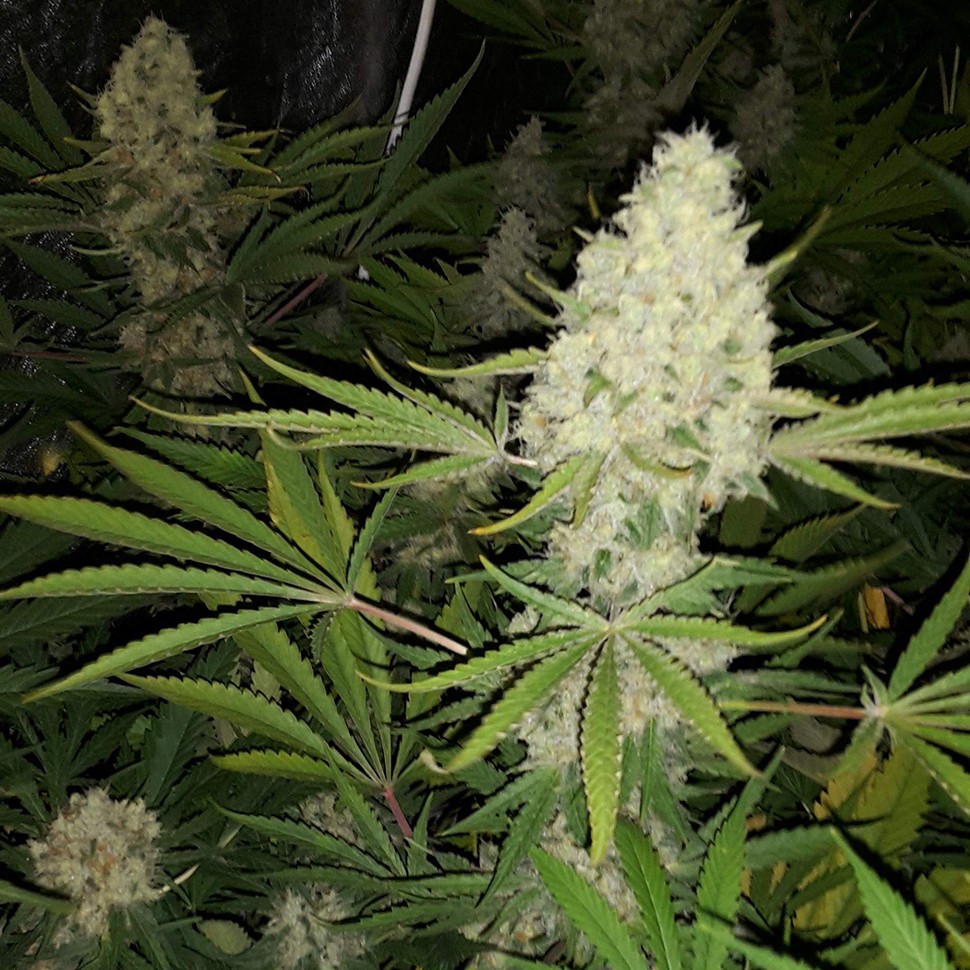 купить семена марихуаны в Алматы Critical Kush reg купить семена марихуаны в Алматы Critical Kush reg