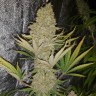 купить семена конопли Critical Kush reg купить семена конопли Critical Kush reg