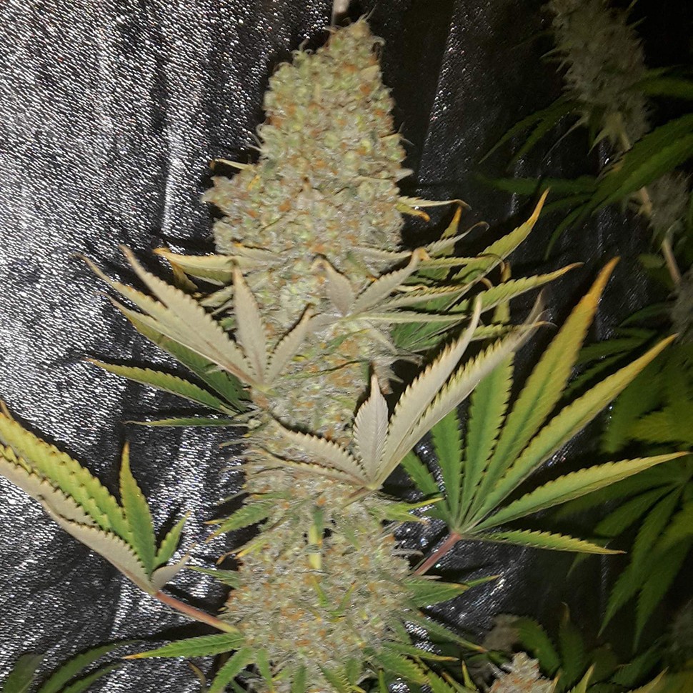 купить семена конопли Critical Kush reg купить семена конопли Critical Kush reg