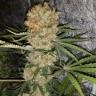 купить семена конопли недорого Critical Kush reg купить семена конопли недорого Critical Kush reg