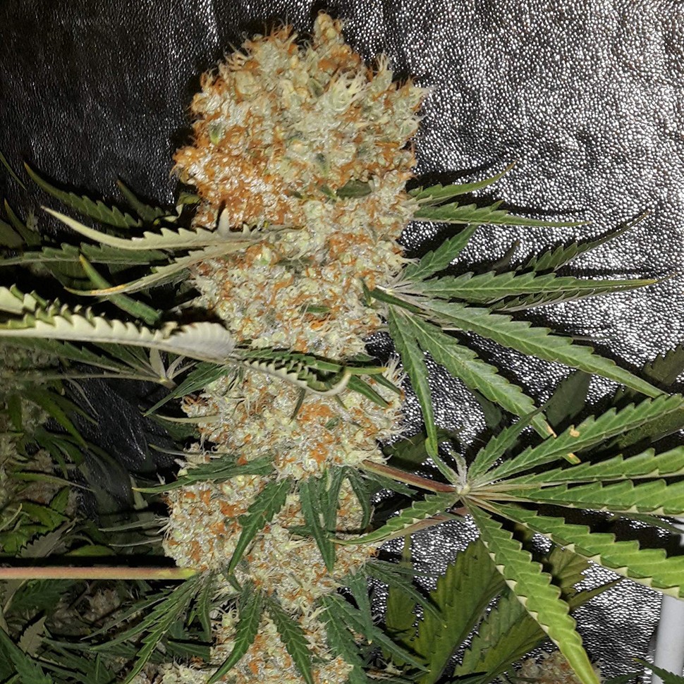 купить семена конопли недорого Critical Kush reg купить семена конопли недорого Critical Kush reg