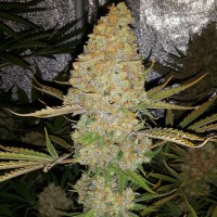 Critical Kush regular Ganja Seeds