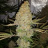 заказать семена индийской конопли Critical Kush reg заказать семена индийской конопли Critical Kush reg