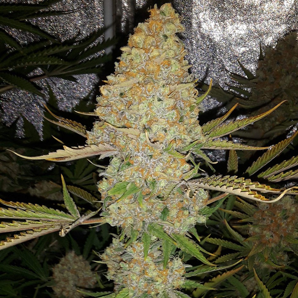 Семена каннабиса Critical Kush regular Ganja Seeds