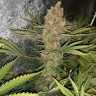 заказать семена конопли Алматы Critical Kush reg заказать семена конопли Алматы Critical Kush reg