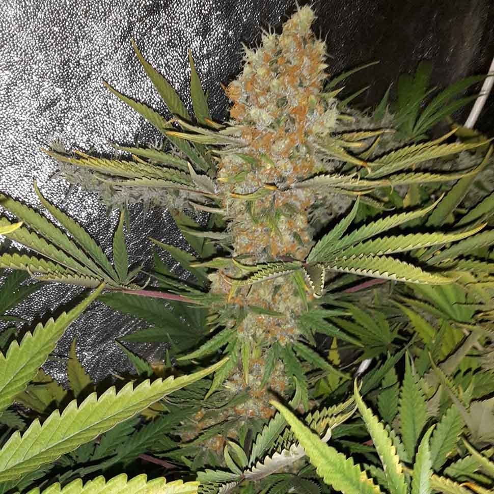 заказать семена конопли Алматы Critical Kush reg заказать семена конопли Алматы Critical Kush reg