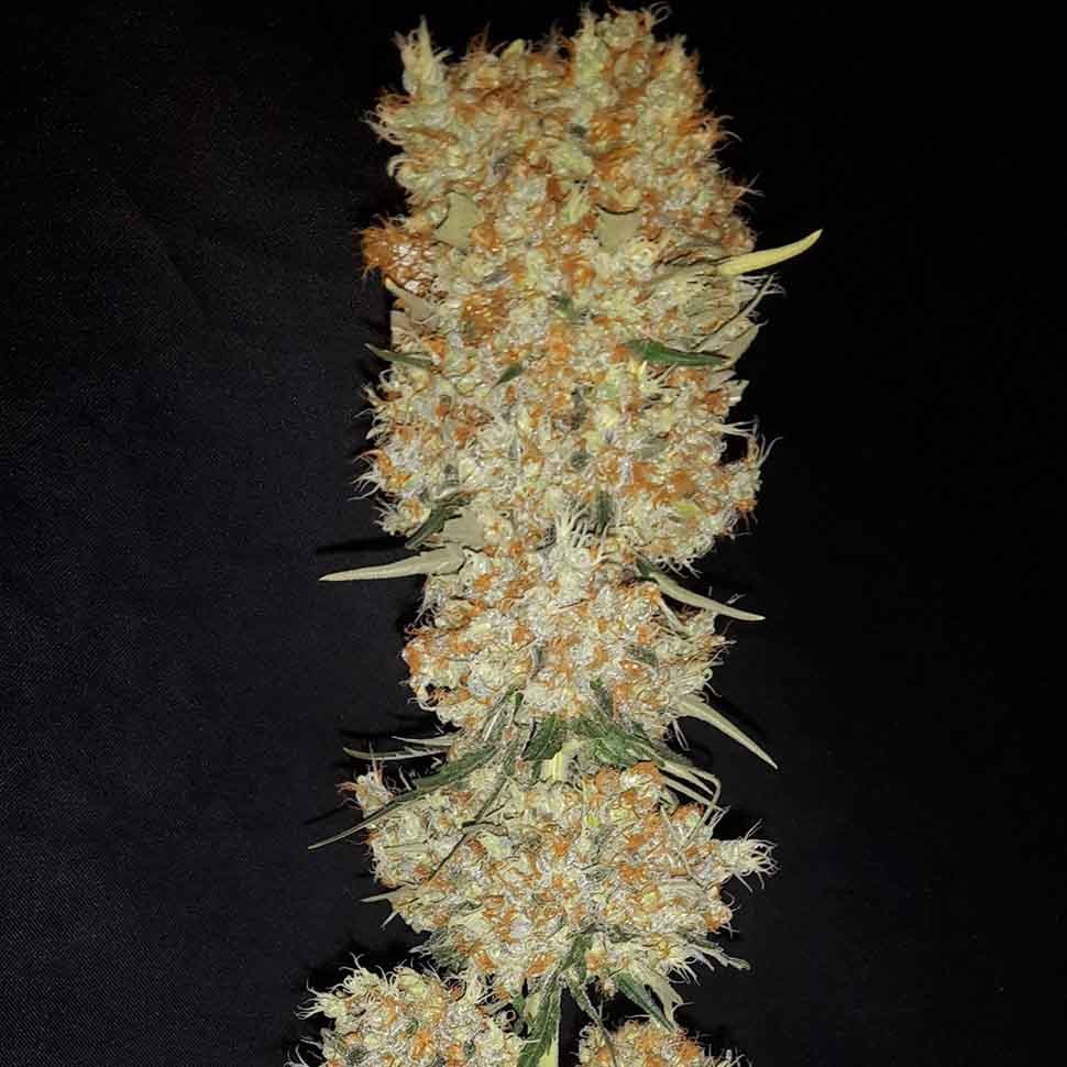 заказ семян конопли Critical Kush reg заказ семян конопли Critical Kush reg