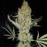 регулярные семена конопли купить Critical Kush reg регулярные семена конопли купить Critical Kush reg
