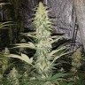 где заказать семена конопли Critical Kush reg где заказать семена конопли Critical Kush reg