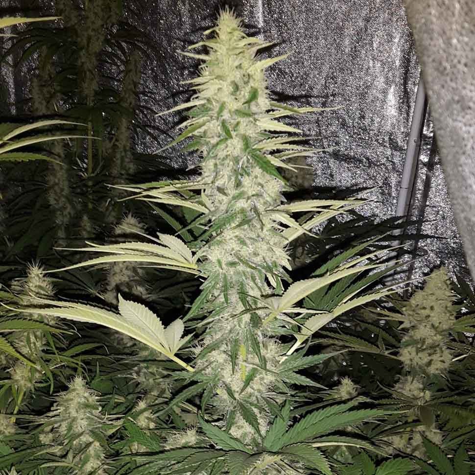 где заказать семена конопли Critical Kush reg где заказать семена конопли Critical Kush reg