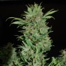 купить семена сортовой конопли Auto Wembley feminised купить семена сортовой конопли Auto Wembley feminised