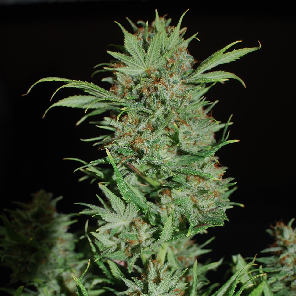 Семена конопли Auto Wembley feminised Ganja Seeds
