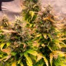 Семена конопли Auto Wembley feminised Ganja Seeds Семена конопли Auto Wembley feminised Ganja Seeds