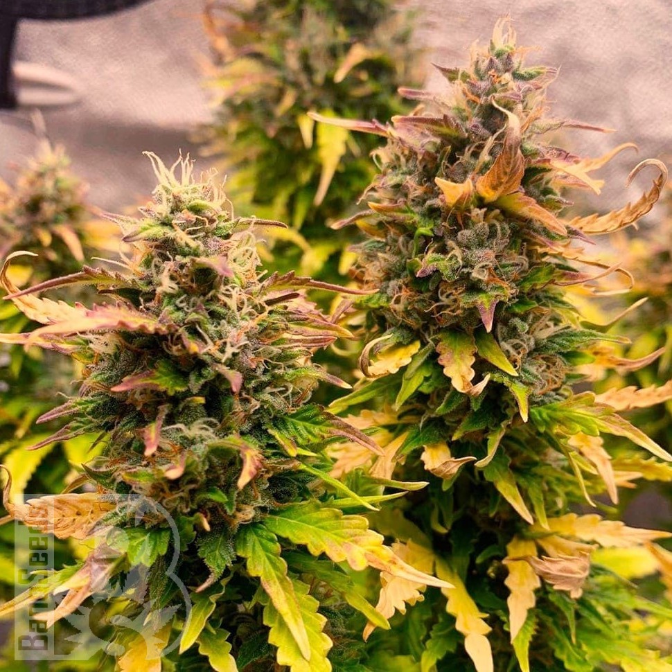 Семена конопли Auto Wembley feminised Ganja Seeds Семена конопли Auto Wembley feminised Ganja Seeds