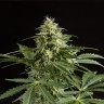 Auto Irimshik feminised Bang Seeds