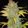 Семена каннабиса Auto Irimshik feminised Bang Seeds Семена каннабиса Auto Irimshik feminised Bang Seeds