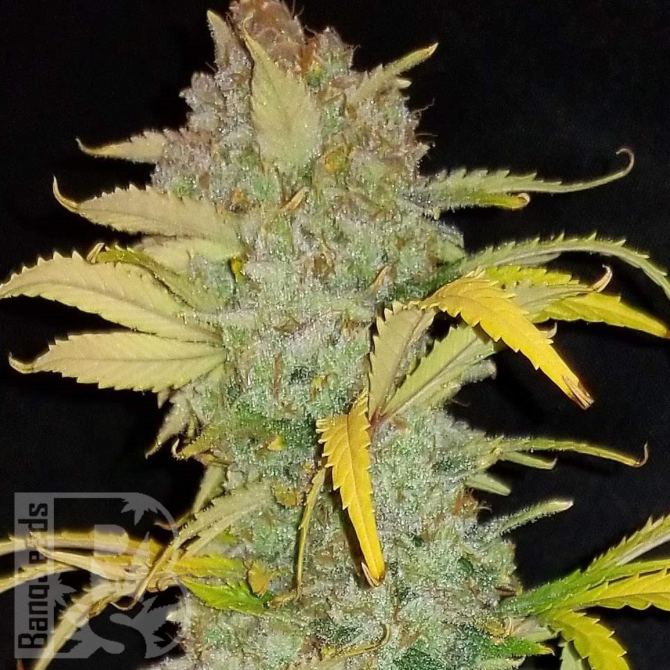 Семена каннабиса Auto Irimshik feminised Bang Seeds Семена каннабиса Auto Irimshik feminised Bang Seeds