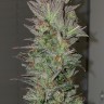 Семена каннабиса Auto Irimshik feminised Bang Seeds Семена каннабиса Auto Irimshik feminised Bang Seeds