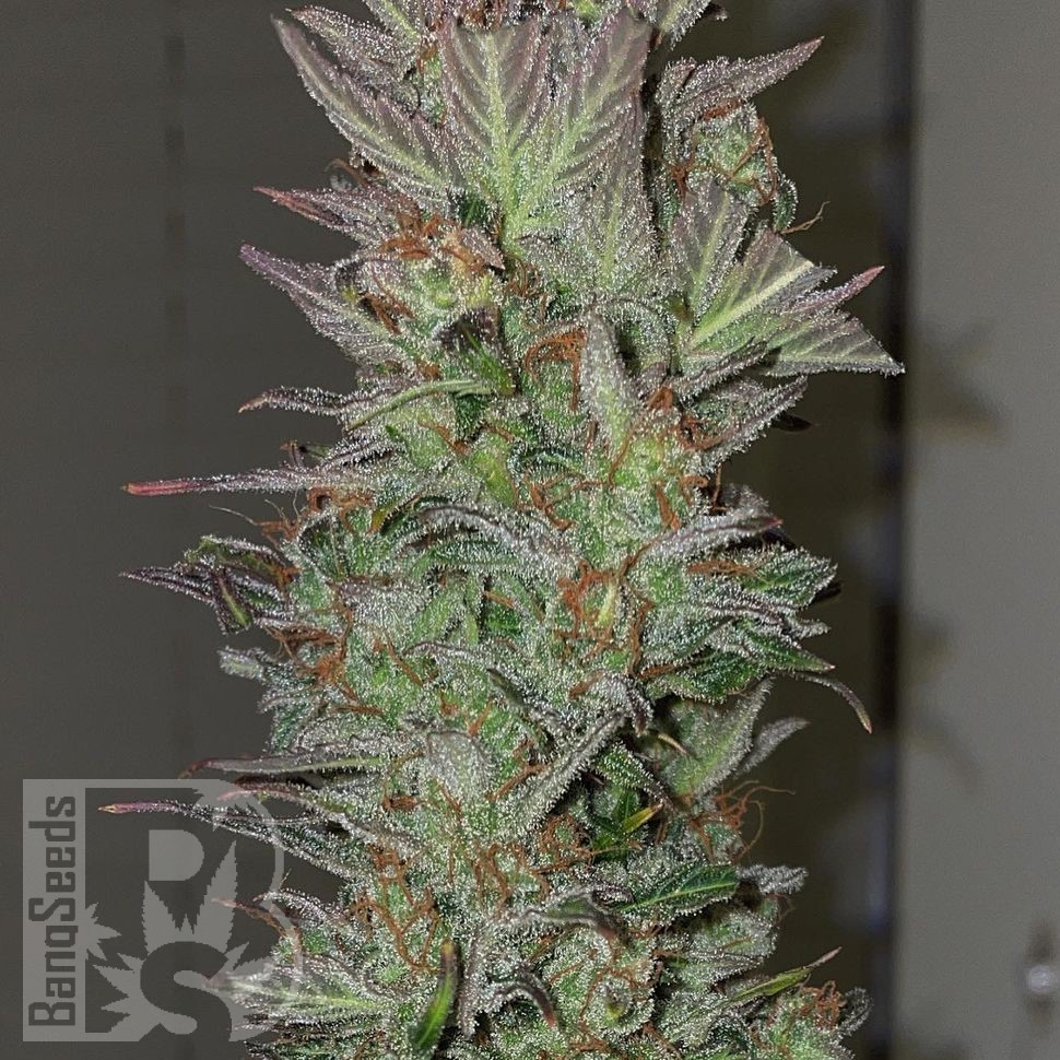 Семена каннабиса Auto Irimshik feminised Bang Seeds Семена каннабиса Auto Irimshik feminised Bang Seeds