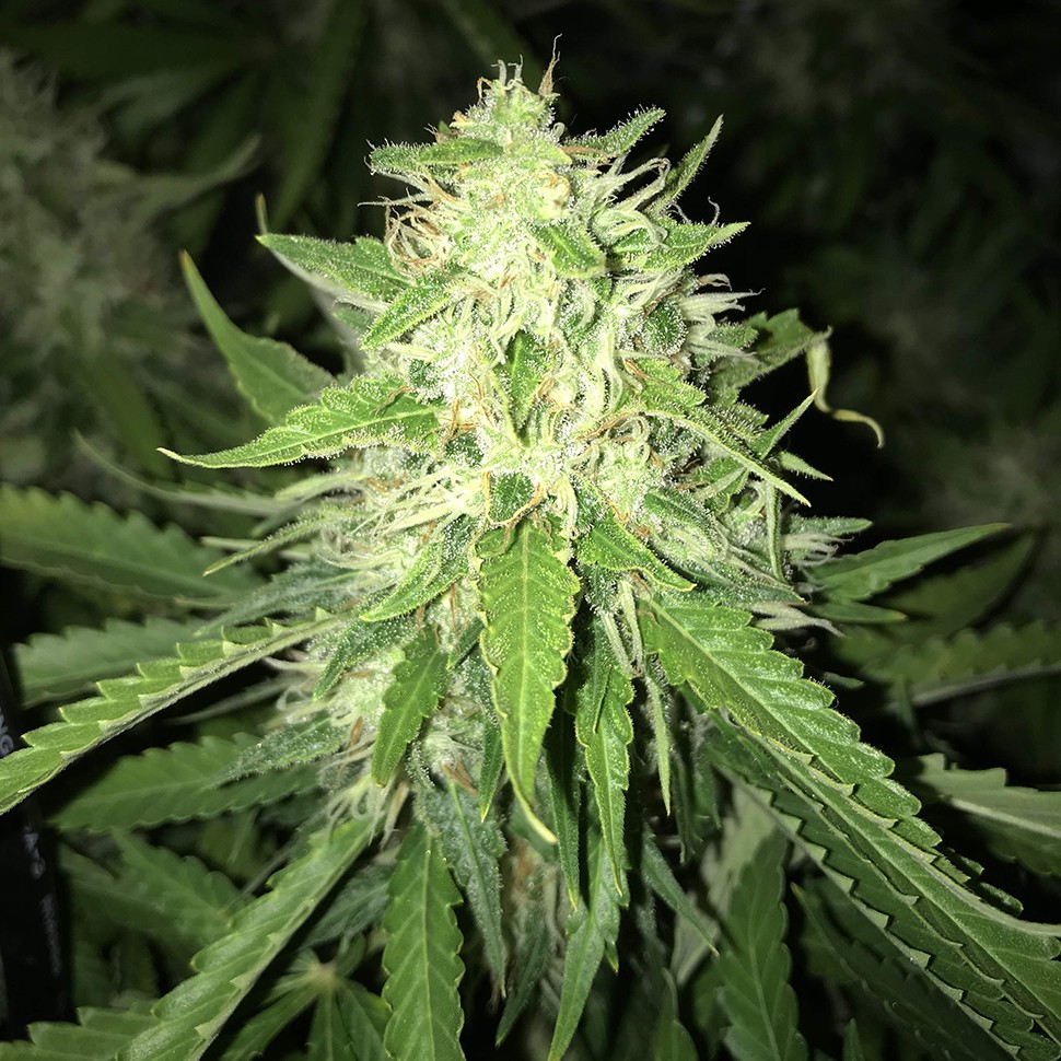 купить семена конопли дешево Turpan feminised купить семена конопли дешево Turpan feminised