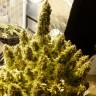 Семена каннабиса Auto + Speed feminised Ganja Seeds Семена каннабиса Auto + Speed feminised Ganja Seeds