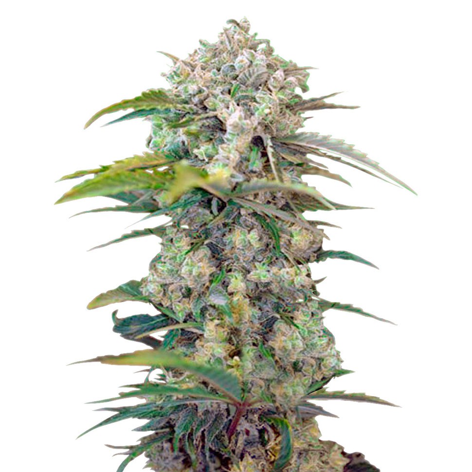 Семена марихуаны Cream Mandarine feminised Ganja Seeds Семена марихуаны Cream Mandarine feminised Ganja Seeds
