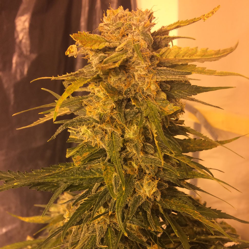 Семена Cream Mandarine feminised Fast Version Ganja Seeds
