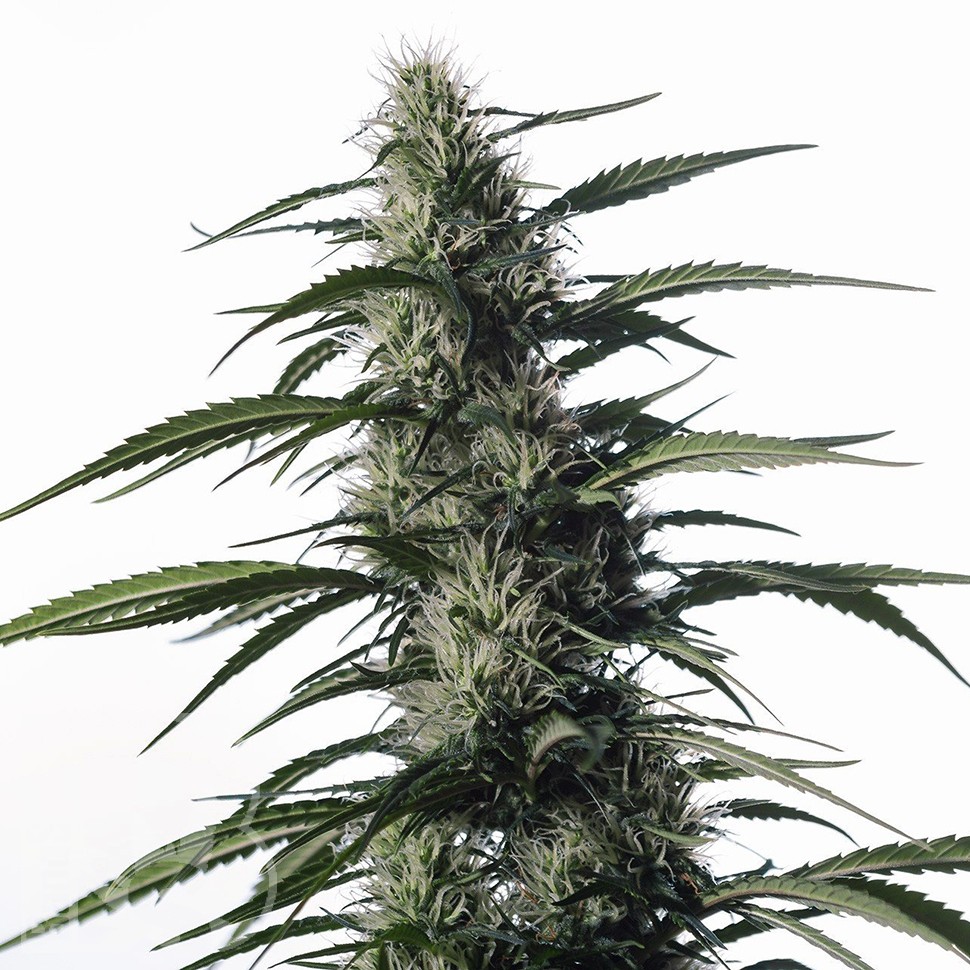 Семена Auto Medical CBD feminised Ganja Seeds