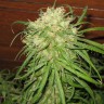 Jamaican Orange Skunk feminised Ganja Seeds Jamaican Orange Skunk feminised Ganja Seeds