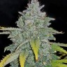 Jamaican Orange Skunk feminised Ganja Seeds Jamaican Orange Skunk feminised Ganja Seeds