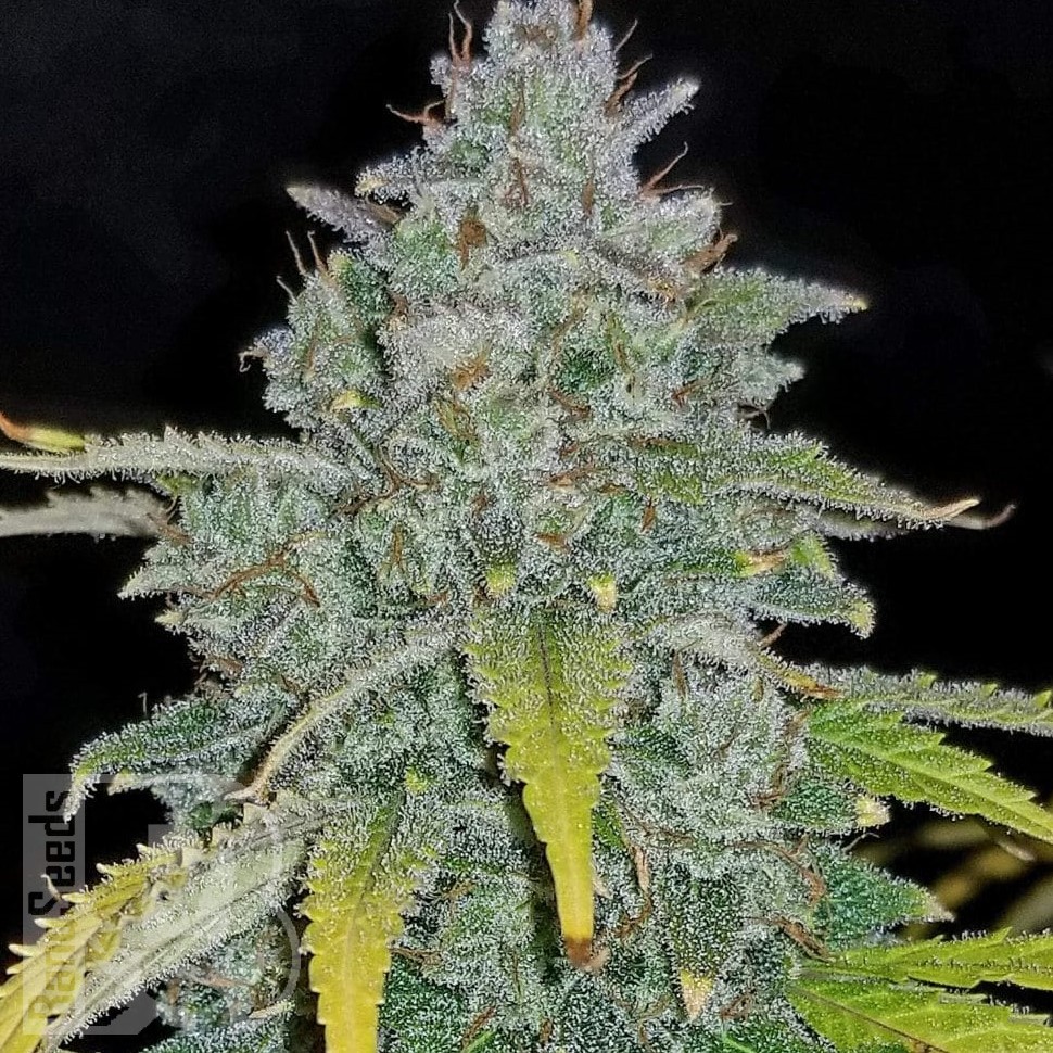 Jamaican Orange Skunk feminised Ganja Seeds Jamaican Orange Skunk feminised Ganja Seeds