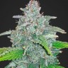 Jamaican Orange Skunk feminised Ganja Seeds Jamaican Orange Skunk feminised Ganja Seeds