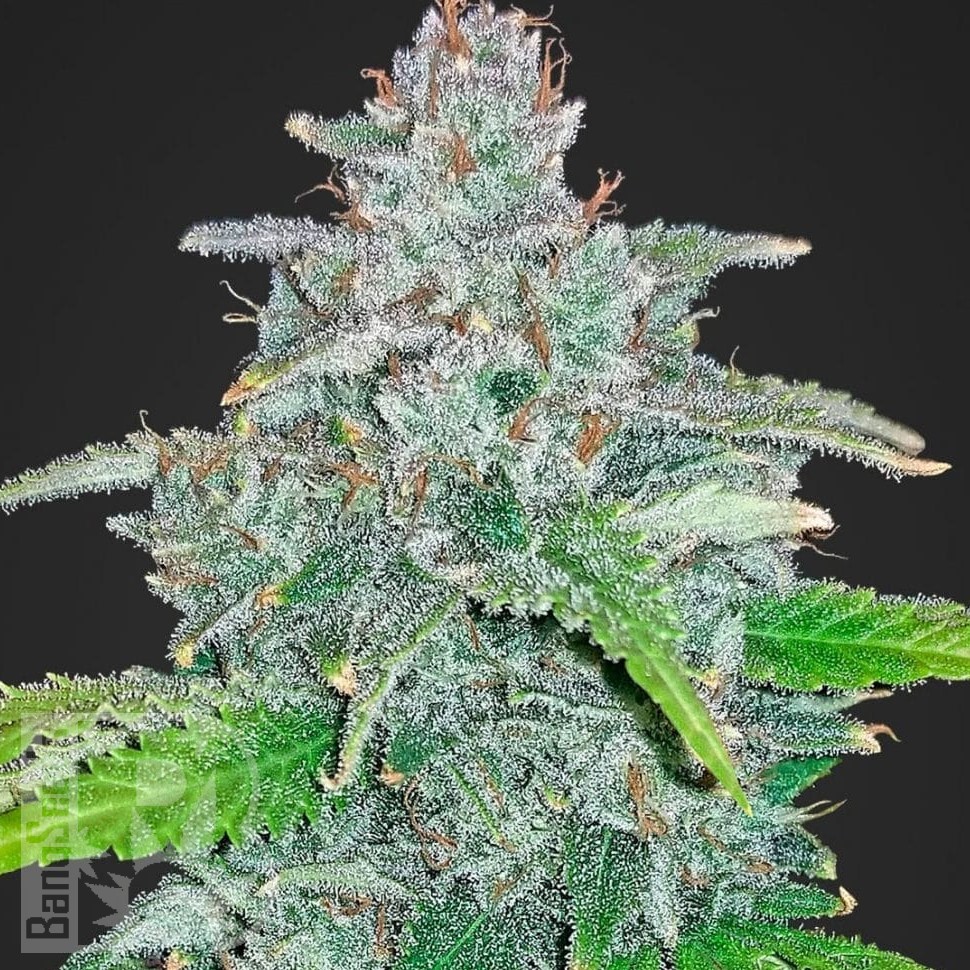 Jamaican Orange Skunk feminised Ganja Seeds Jamaican Orange Skunk feminised Ganja Seeds