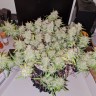 семена конопли сорта Auto Lemon Kix feminised Ganja Seeds семена конопли сорта Auto Lemon Kix feminised Ganja Seeds
