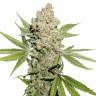 купить семена конопли почтой Auto Lemon Kix feminised Ganja Seeds купить семена конопли почтой Auto Lemon Kix feminised Ganja Seeds