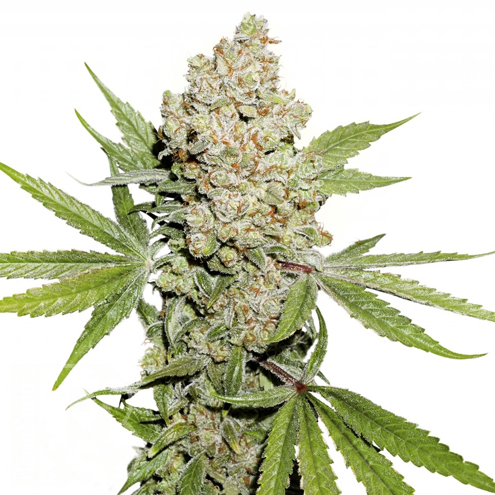 купить семена конопли почтой Auto Lemon Kix feminised Ganja Seeds купить семена конопли почтой Auto Lemon Kix feminised Ganja Seeds